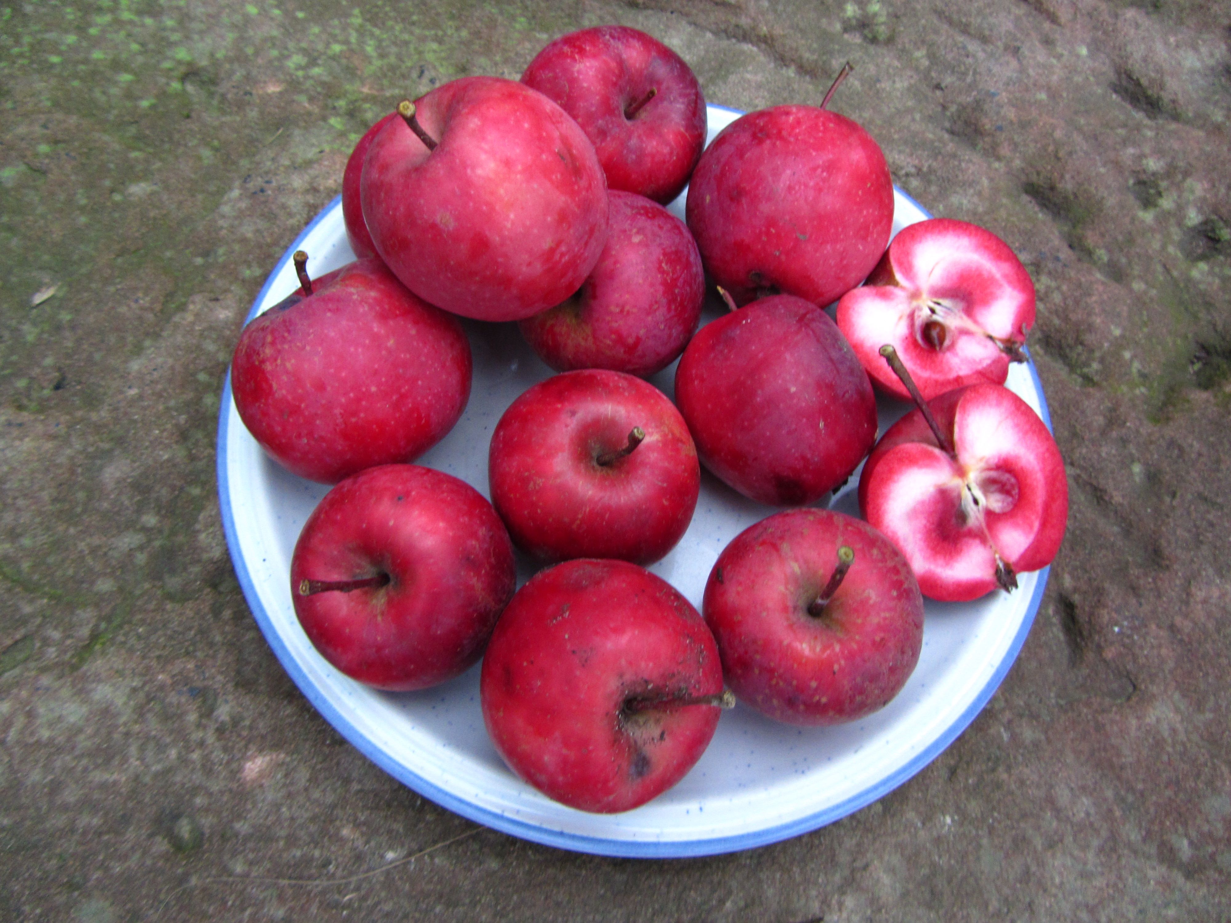 Äpfel - rotfleischige