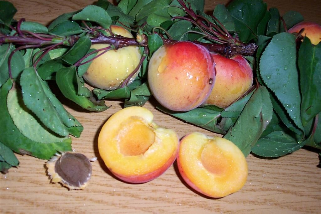 Aprikosen