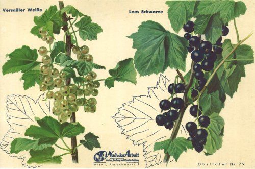 Beerenobst