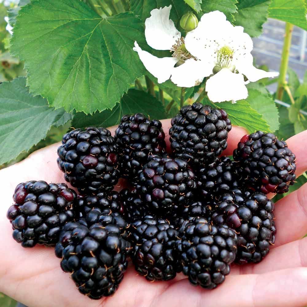 Brombeeren