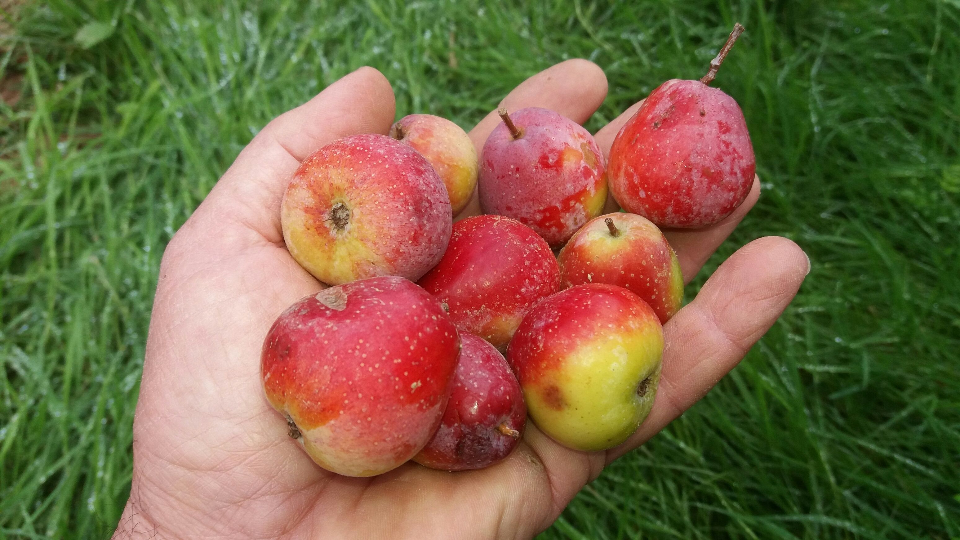 Großsträucher + Bäume