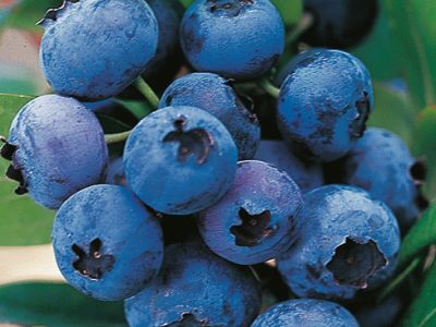 Heidelbeeren u.ä.