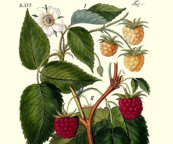 Himbeeren