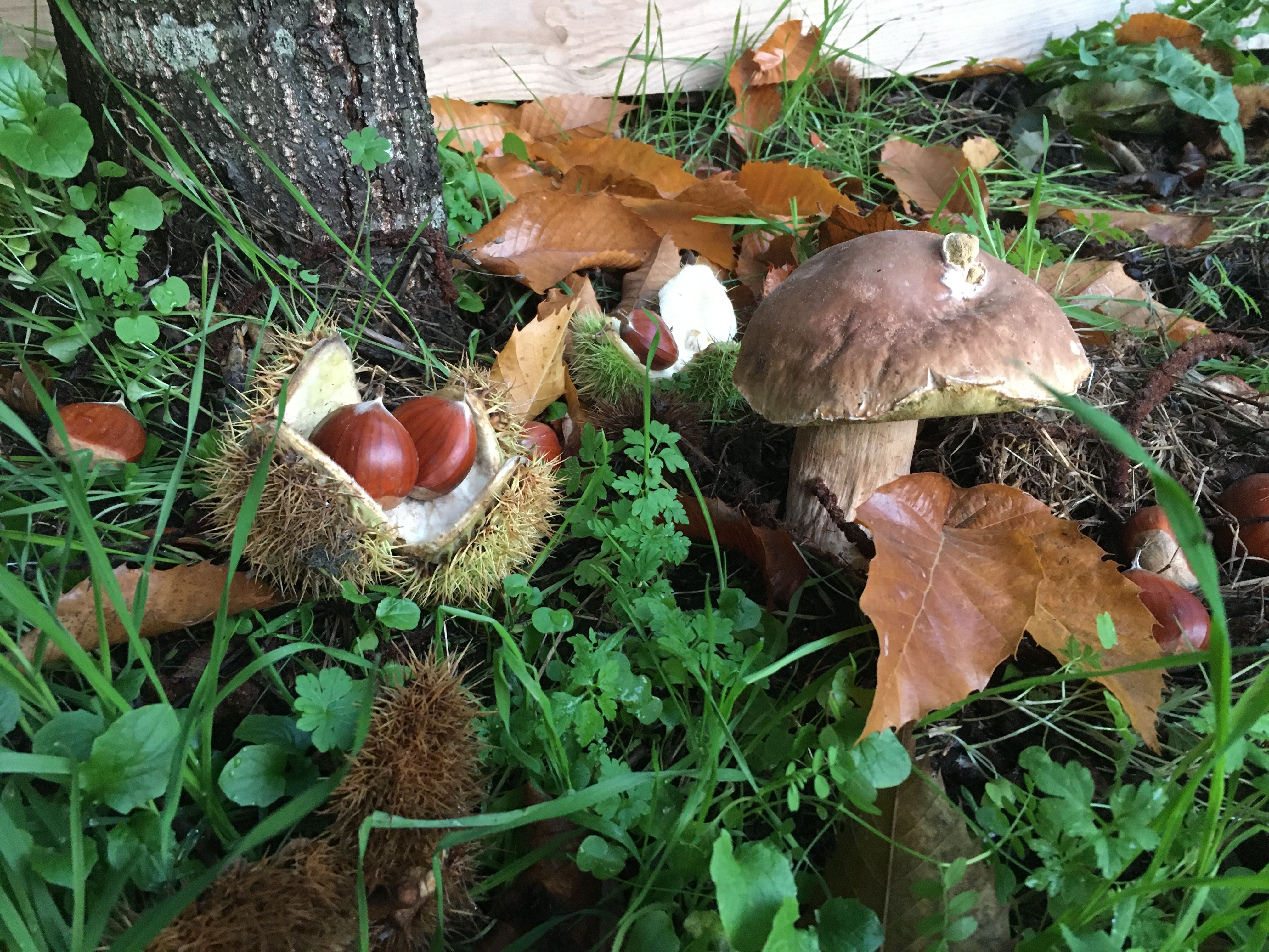 mit Steinpilz
