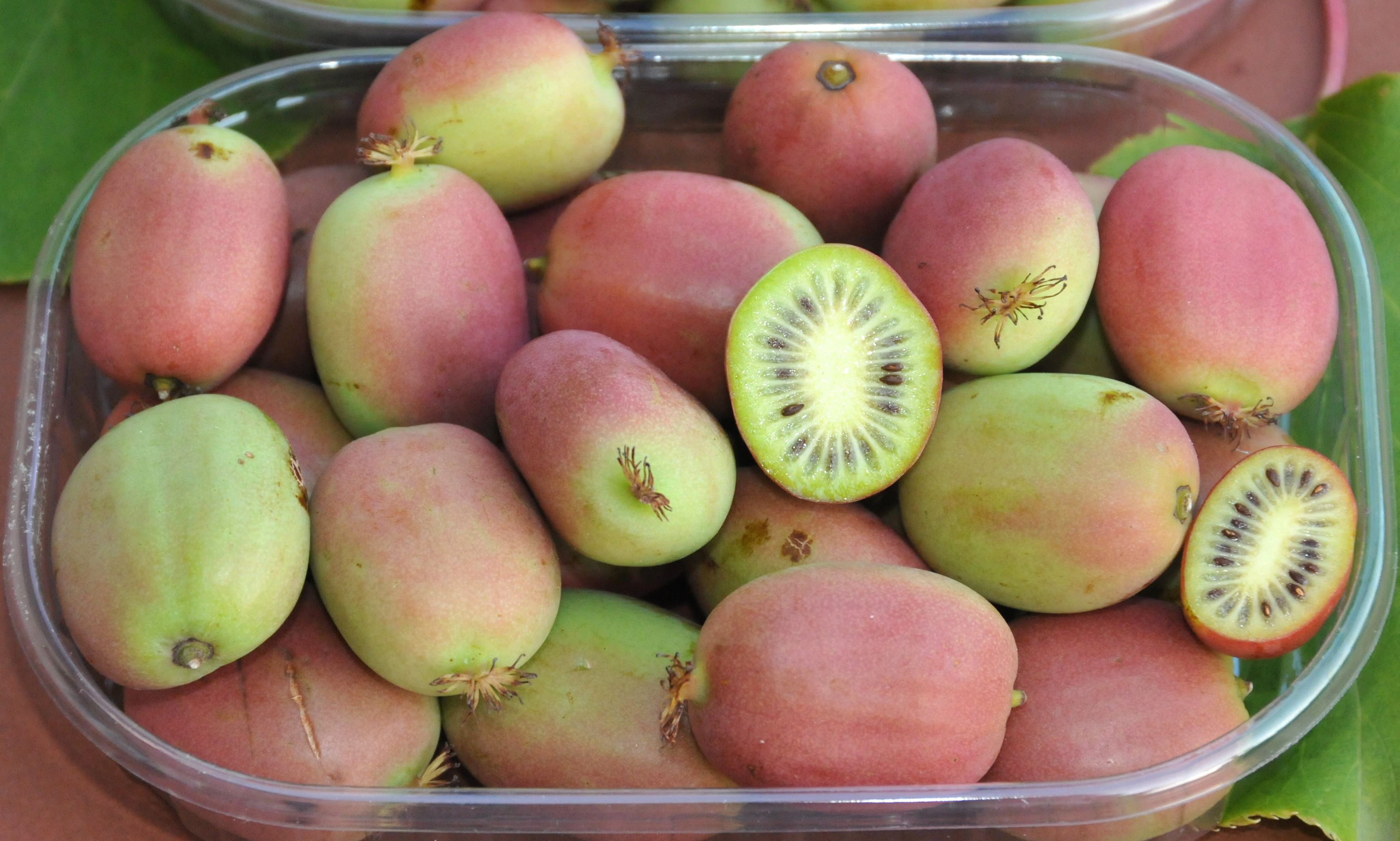 Kiwi