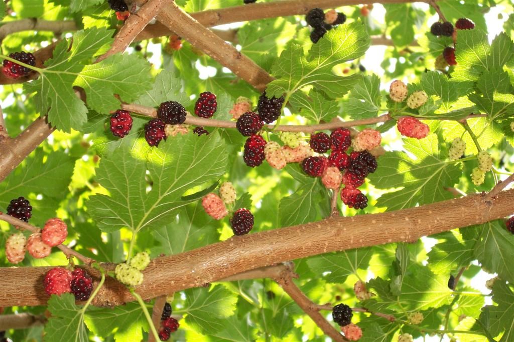 Maulbeeren