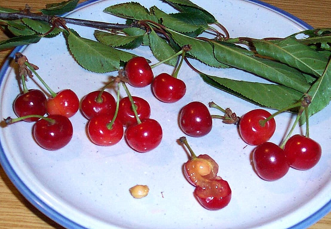 Sauerkirschen