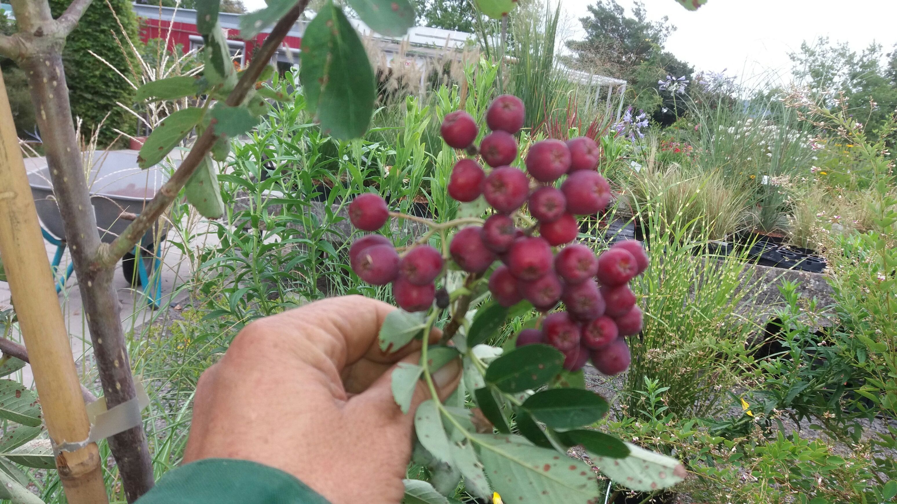 Vogelbeeren u.ä.