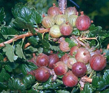 Stachelbeeren