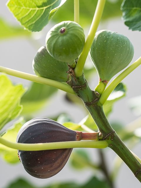 Erdbeeren - Rhabarber