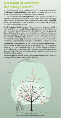 Obstbäume kräftig aufbauen