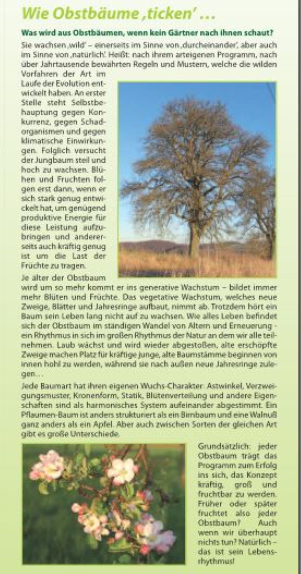 Obstbäume kräftig aufbauen