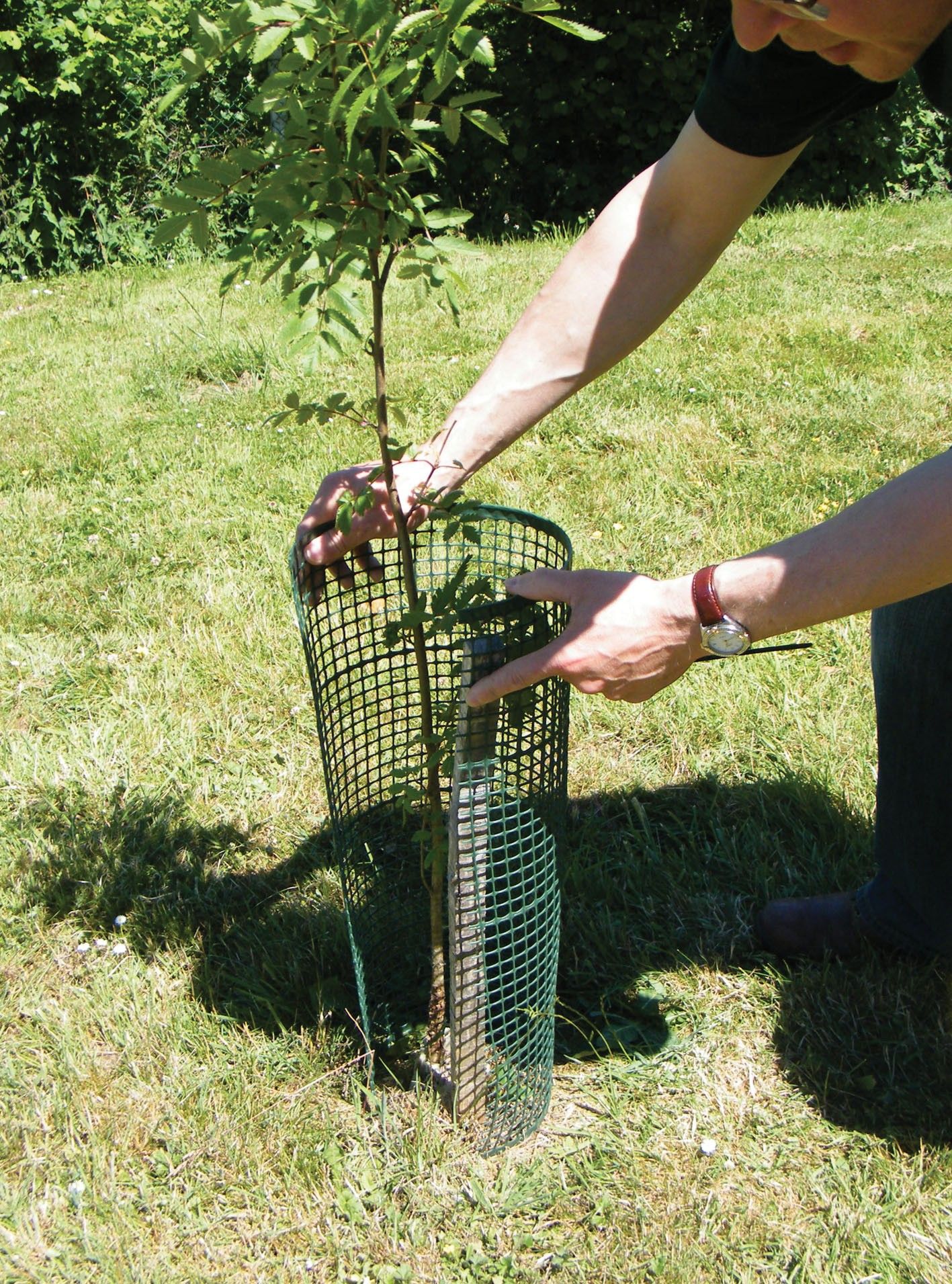Stammschutz - Treeguard Baumschutzgitter