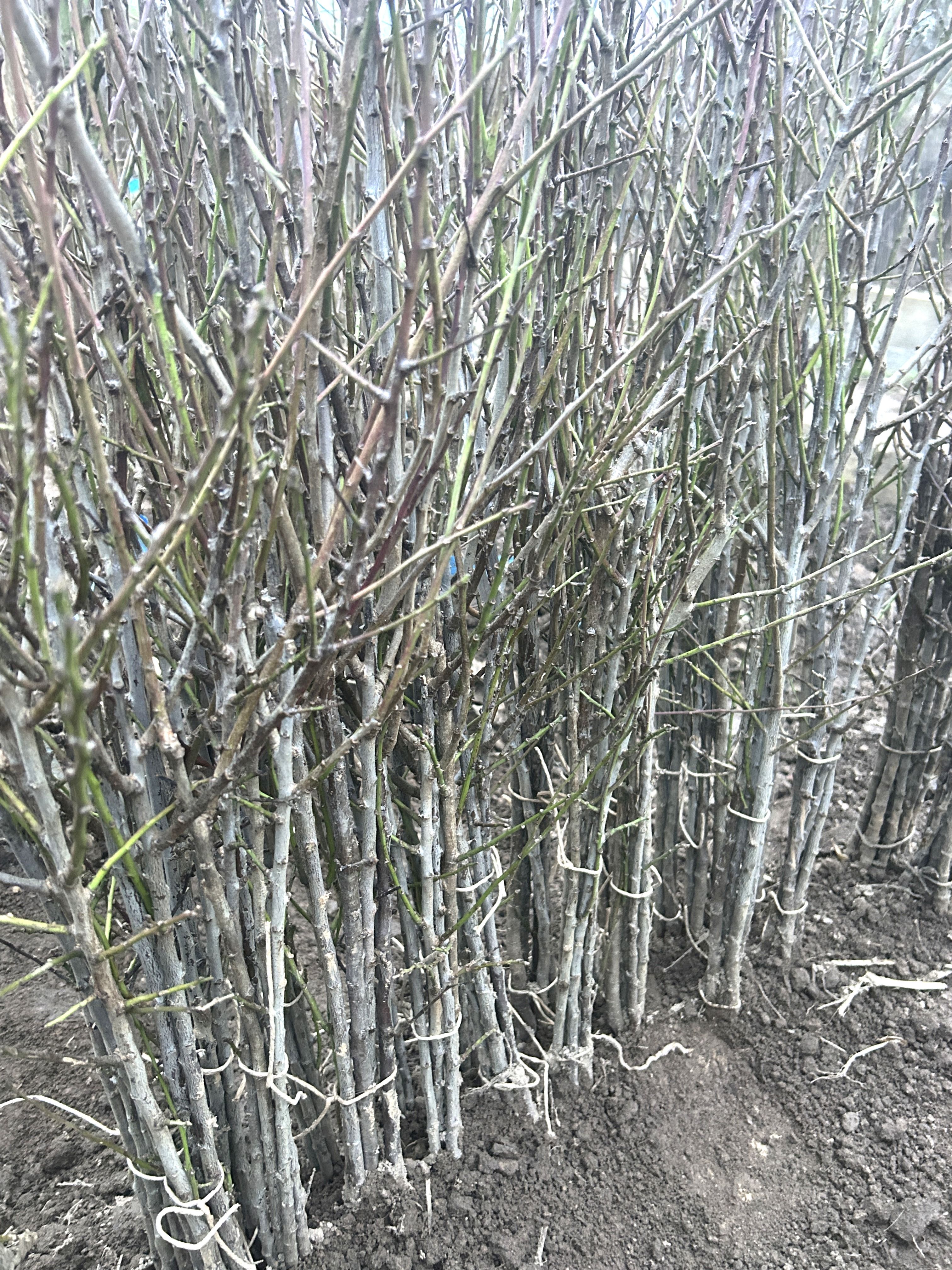 Prunus St.Julien damascena 'Noir'  VgU CAC