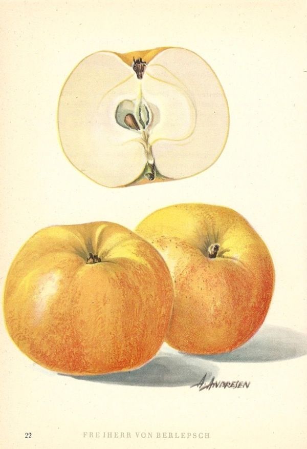 Malus 'Freiherr von Berlepsch'   CAC