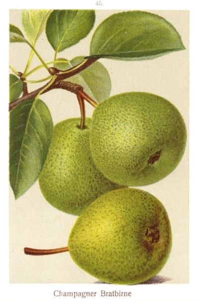 Pyrus com.'Champagner Bratbirne'       CAC