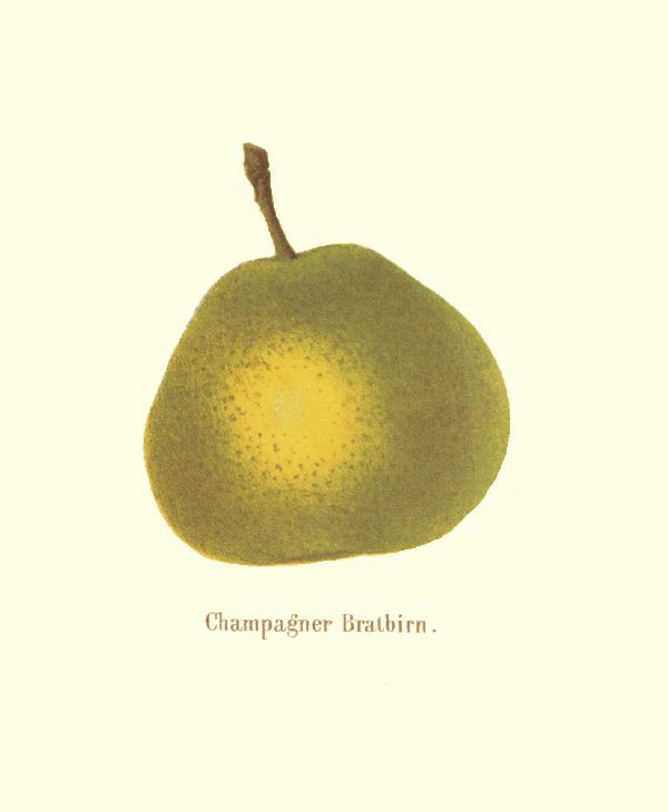 Pyrus com.'Champagner Bratbirne'       CAC