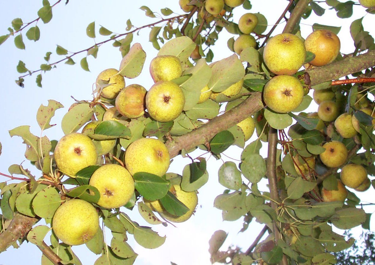 Pyrus com.'Wahlsche Schnapsbirne'      CAC