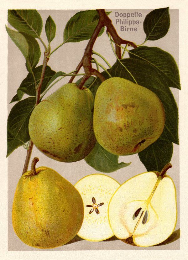 Pyrus com.'Doppelte Philippsbirne'     CAC