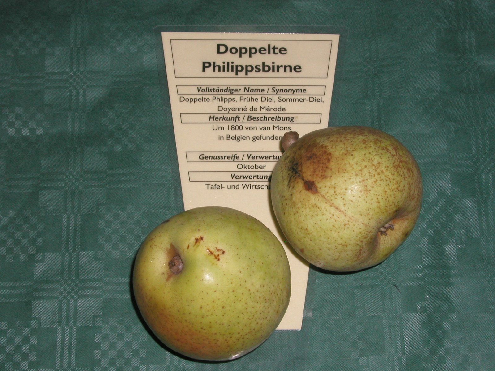 Pyrus com.'Doppelte Philippsbirne'     CAC