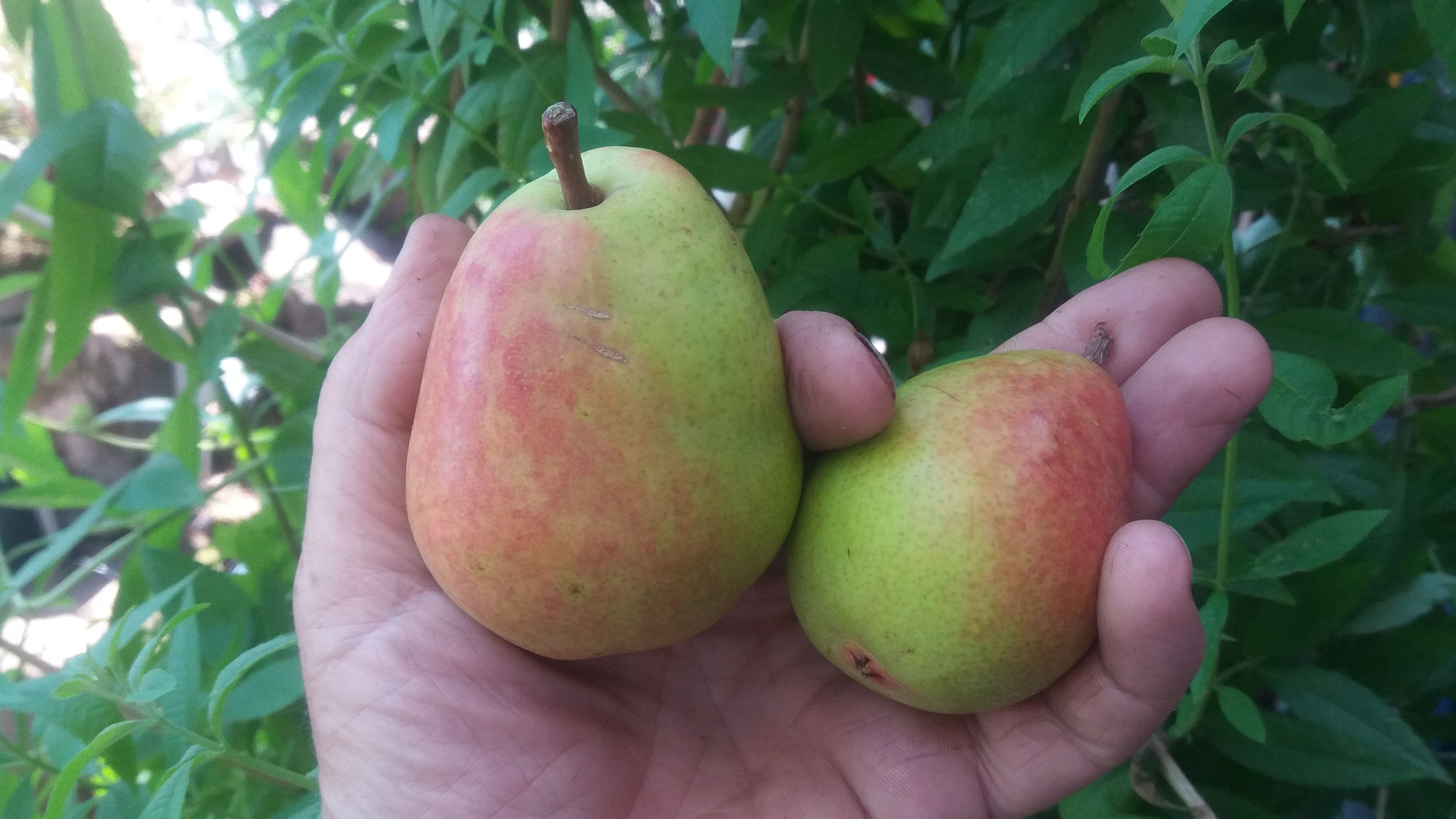 Pyrus com.'Frühe von Trevoux'          CAC