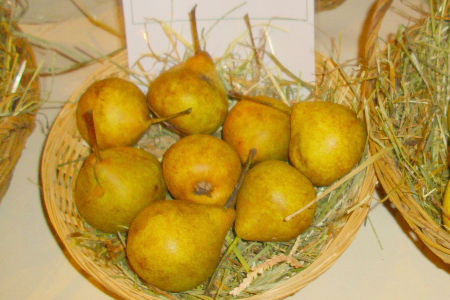Pyrus com.'Metzer Bratbirne'           CAC