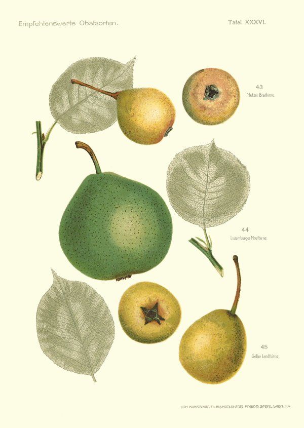 Pyrus com.'Metzer Bratbirne'           CAC