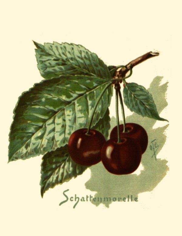 Prunus cer.'Schattenmorelle' (Kelleris 14) CAC