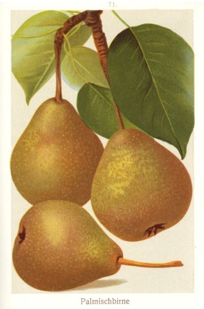 Pyrus com.'Palmischbirne               CAC
