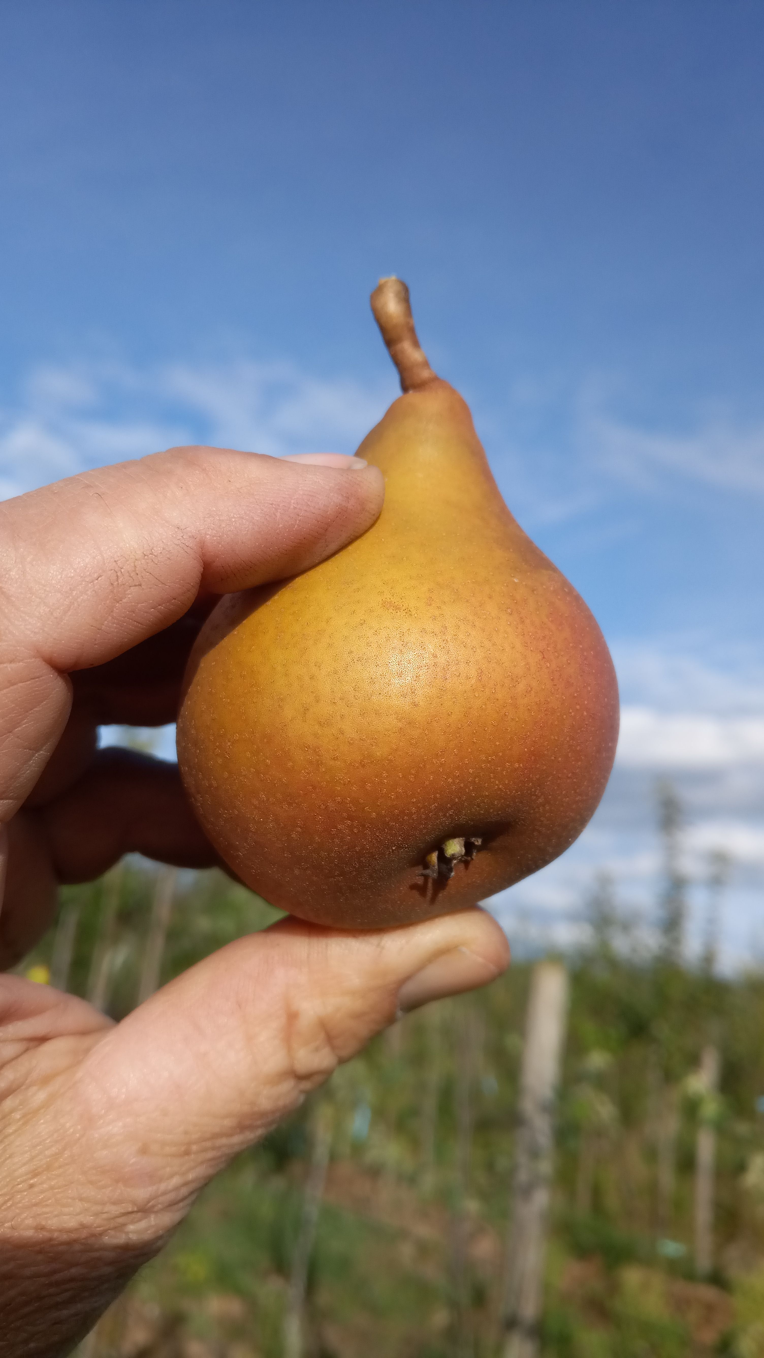 Pyrus com.'Palmischbirne               CAC