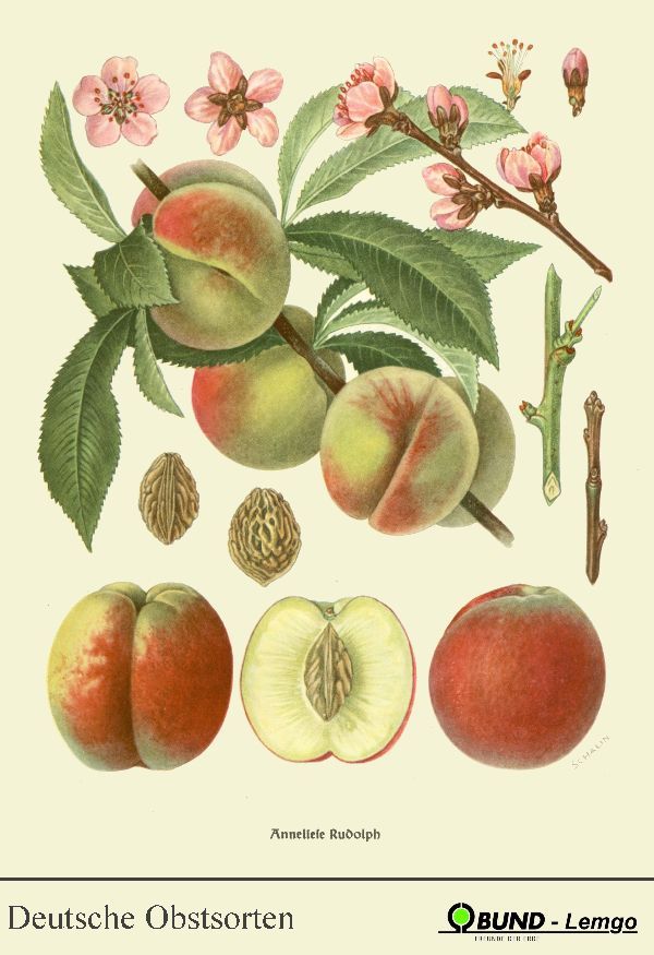 Prunus persica 'Anneliese Rudolph'     CAC