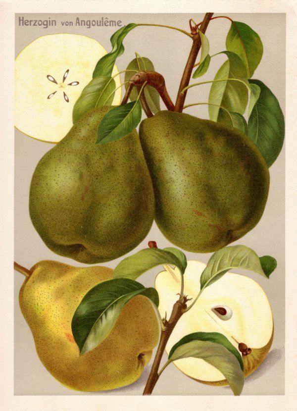 Pyrus com.'Herzogin von Angoleme'        CAC