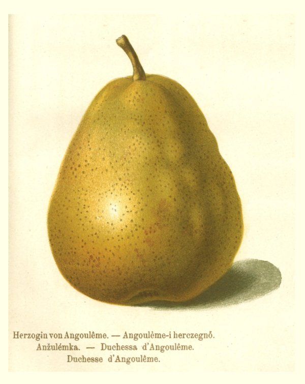Pyrus com.'Herzogin von Angoleme'        CAC