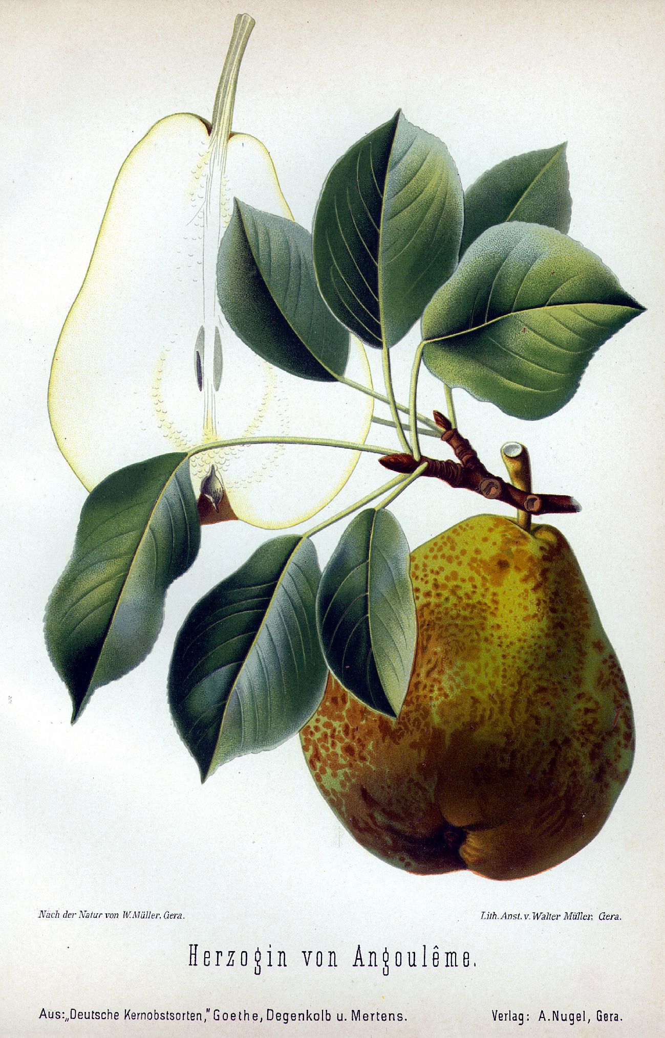 Pyrus com.'Herzogin von Angoleme'        CAC