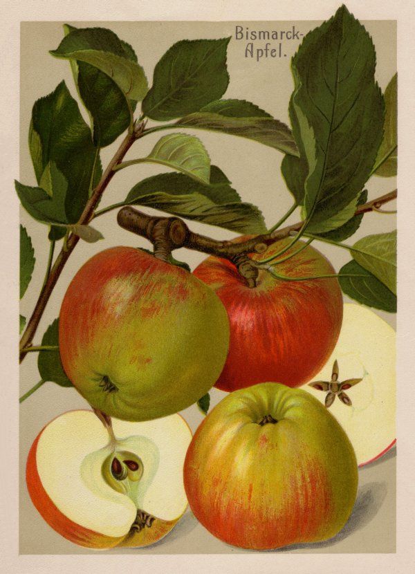 Malus 'Bismarckapfel'                  CAC