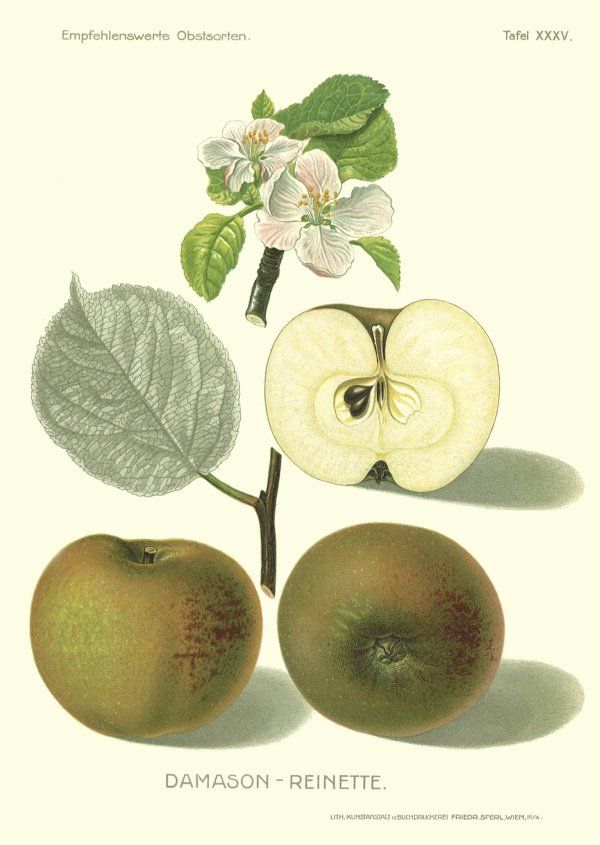 Malus 'Damason Renette'                CAC