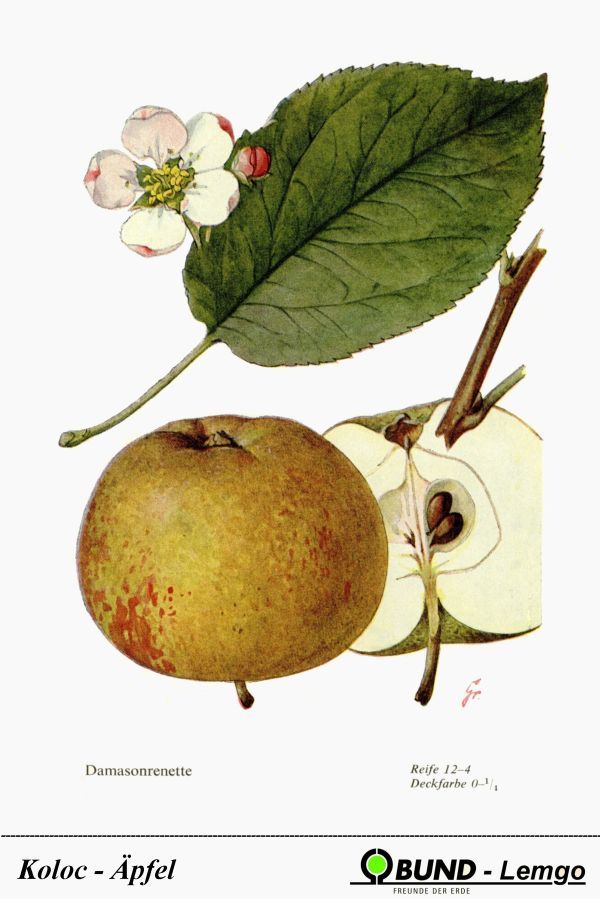 Malus 'Damason Renette'                CAC