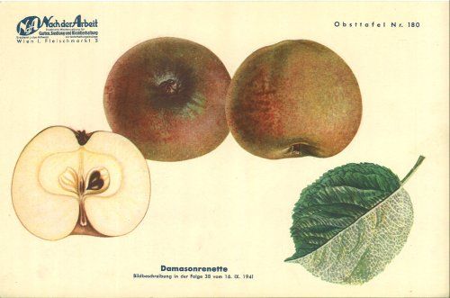 Malus 'Damason Renette'                CAC