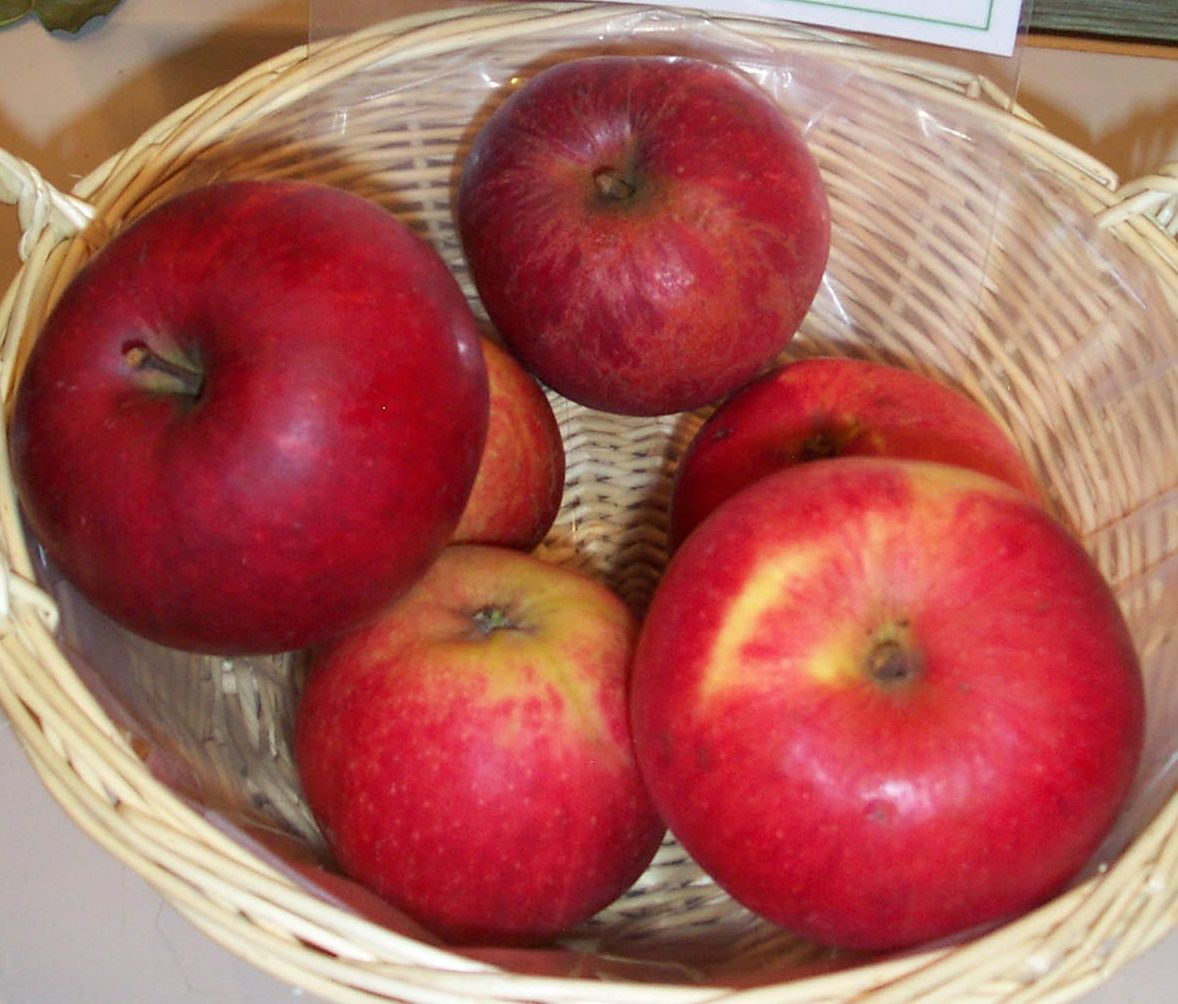 Malus 'Himbeerapfel v. Holovousy'   CAC