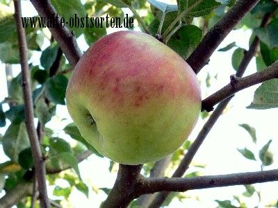 Malus 'Himbeerapfel v. Holovousy'   CAC
