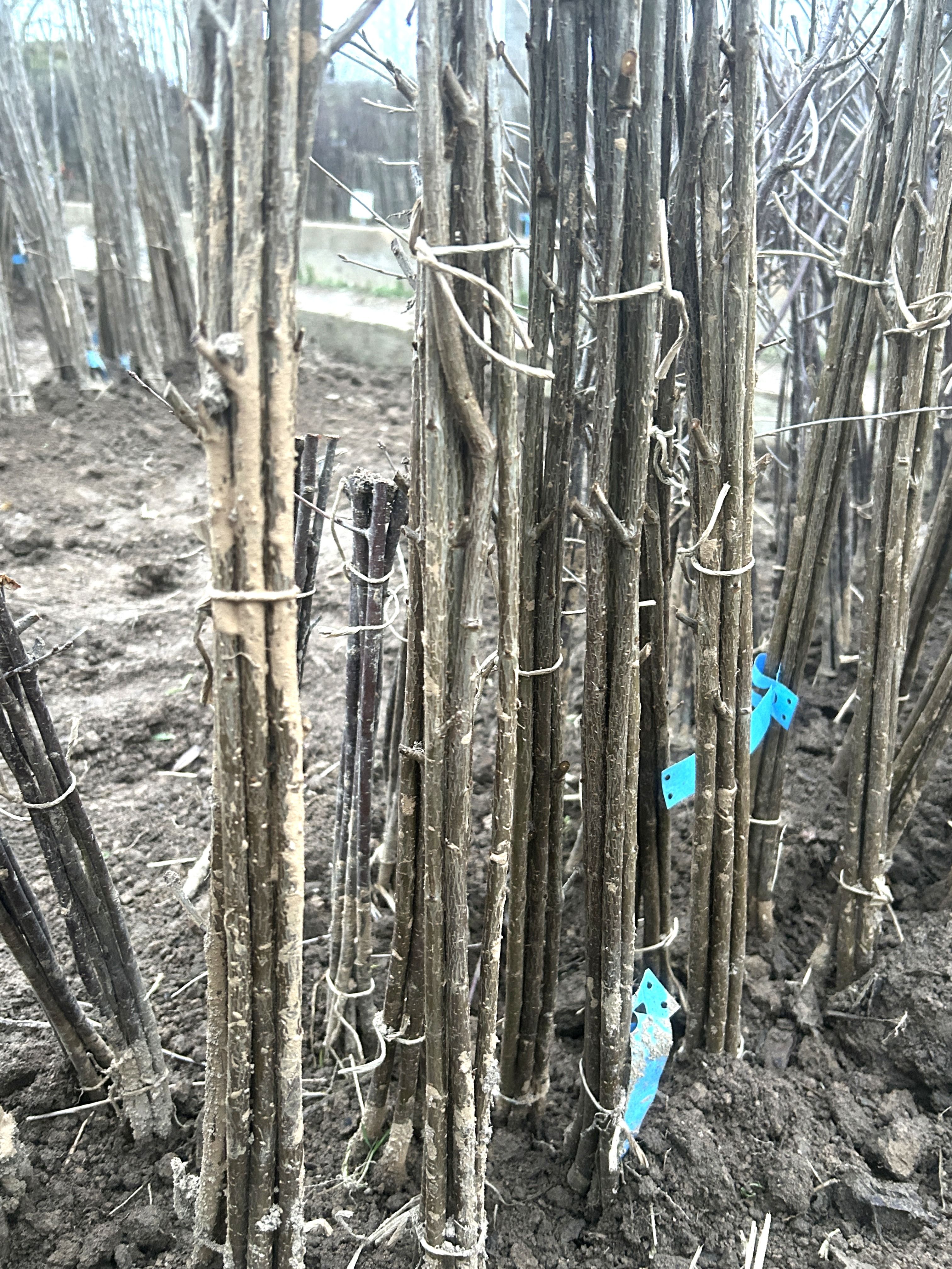 Prunus  'GiSelA'  -R- 5 -S-     VgU zert.vf