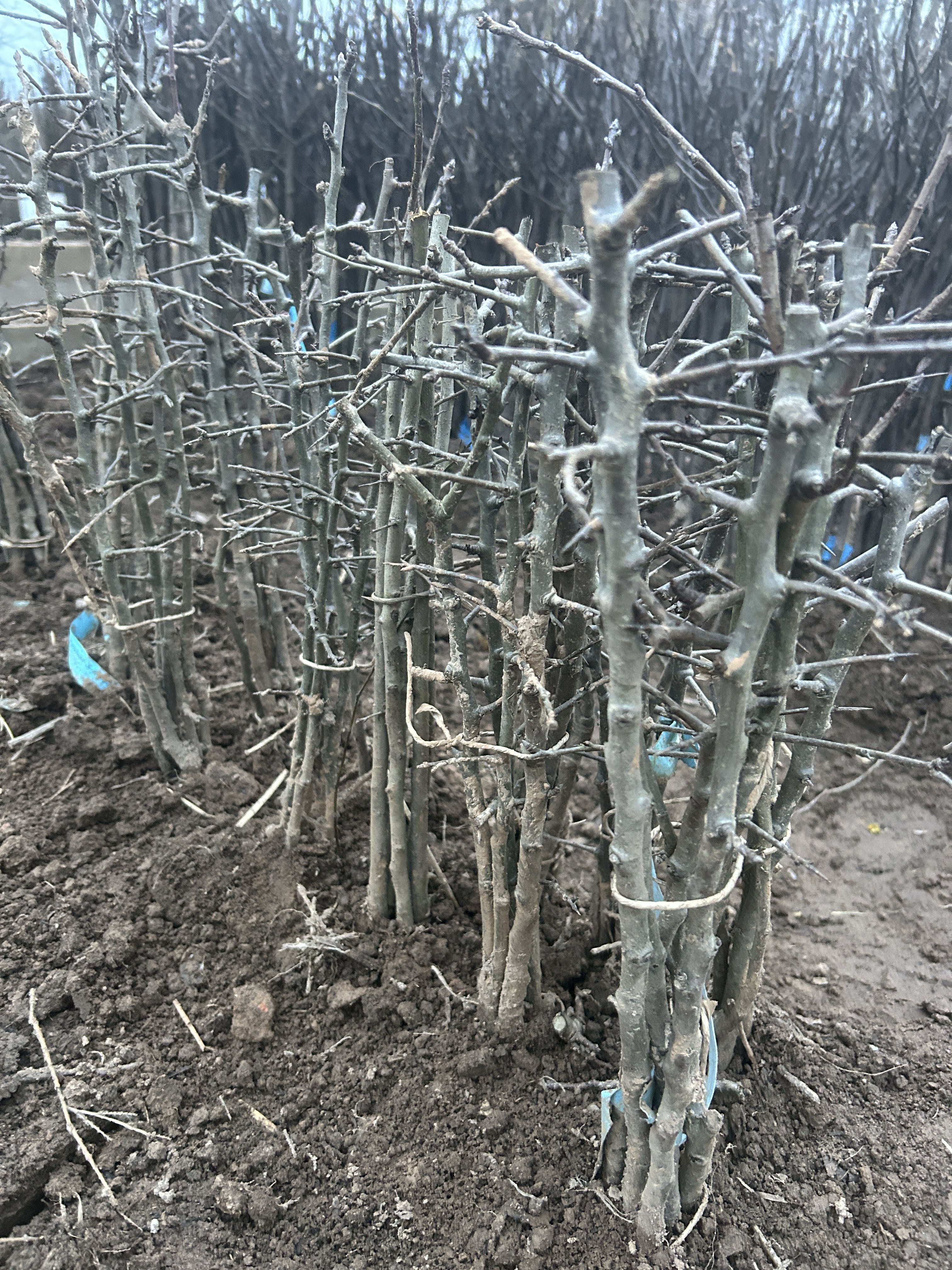 Pyrus com. 'Pyrodwarf'  -S-     VgU zert.vf