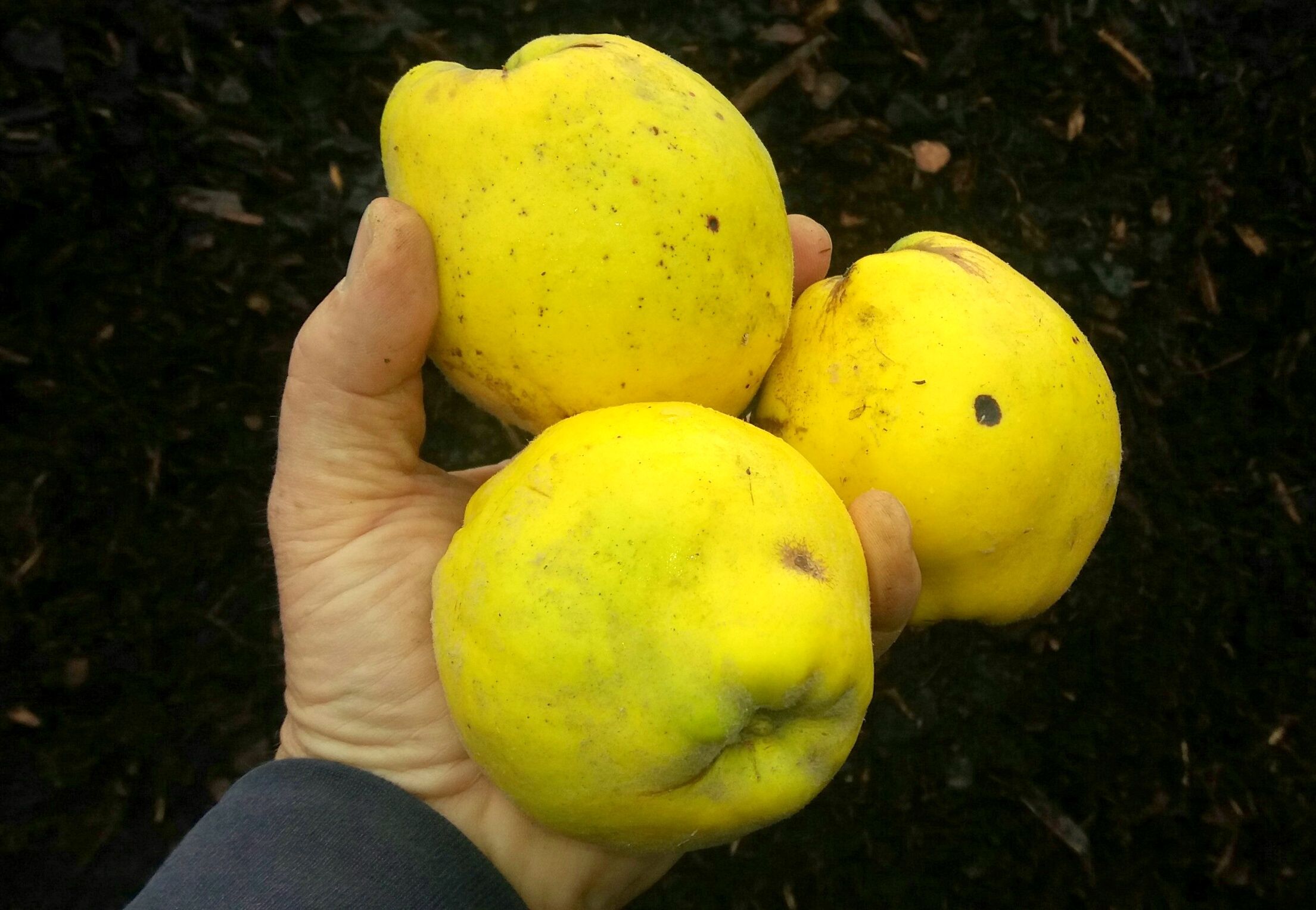 Cydonia 'Ronda'                        CAC