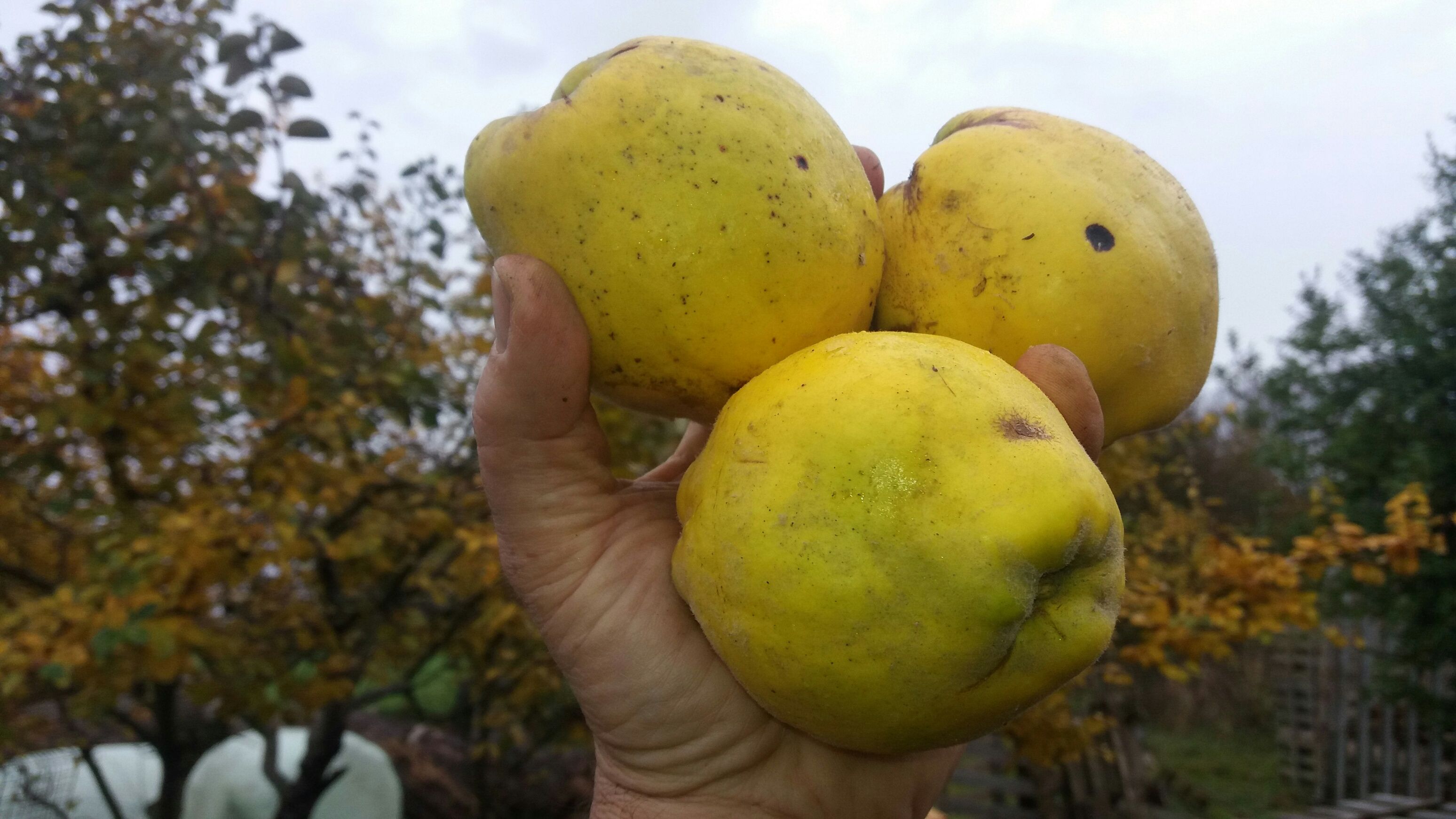 Cydonia 'Ronda'                        CAC