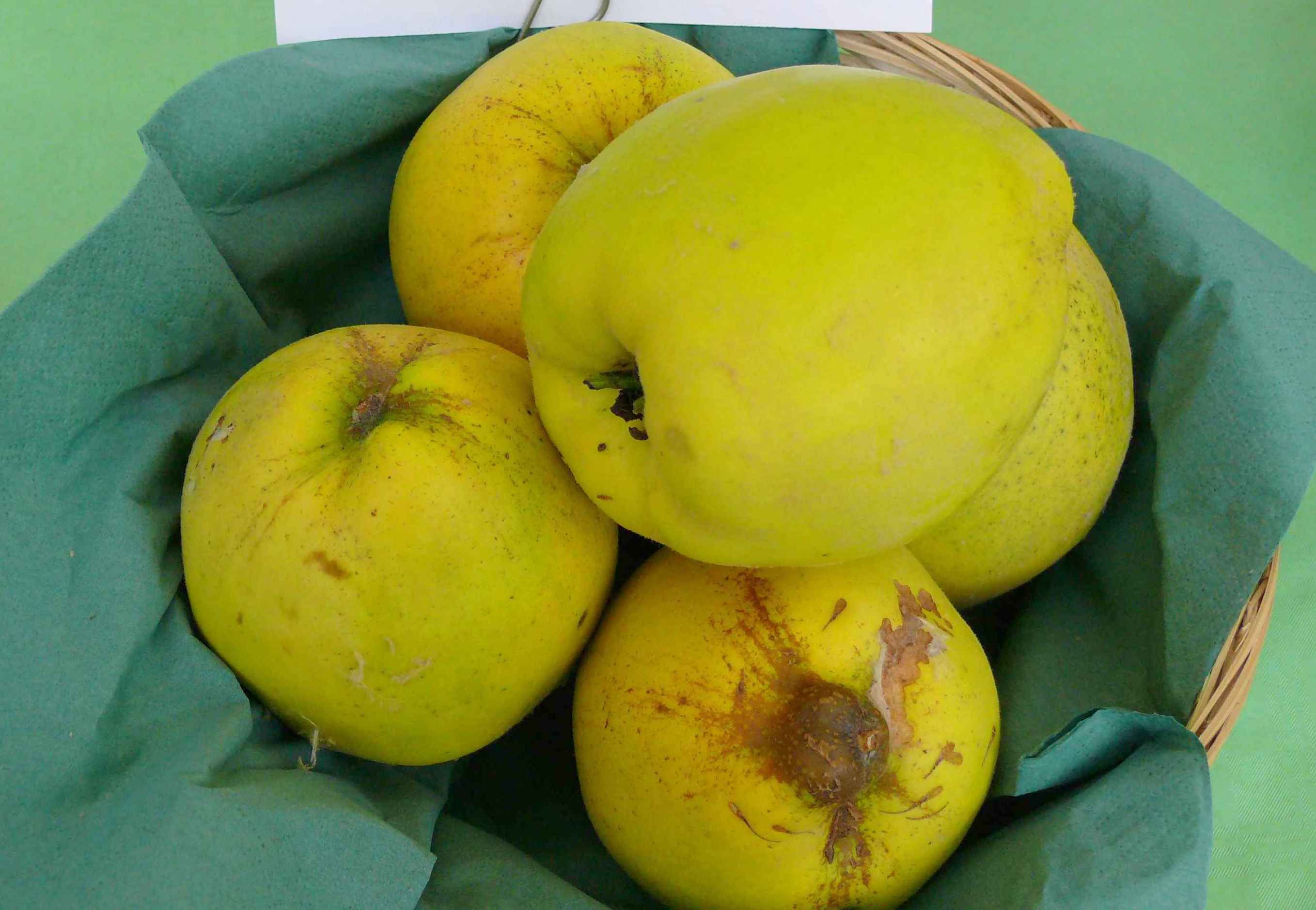 Cydonia 'Ronda'                        CAC