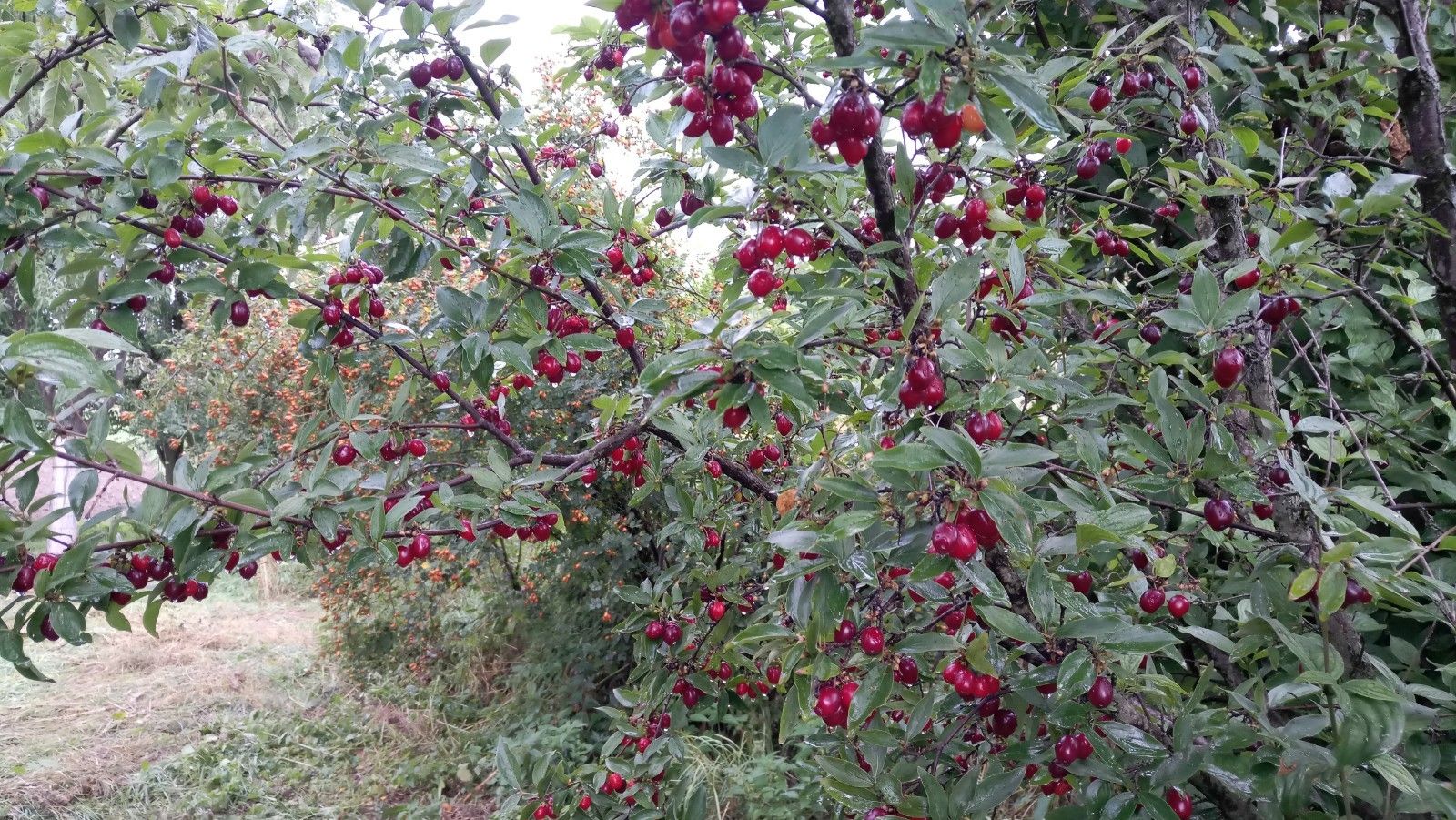 Cornus mas