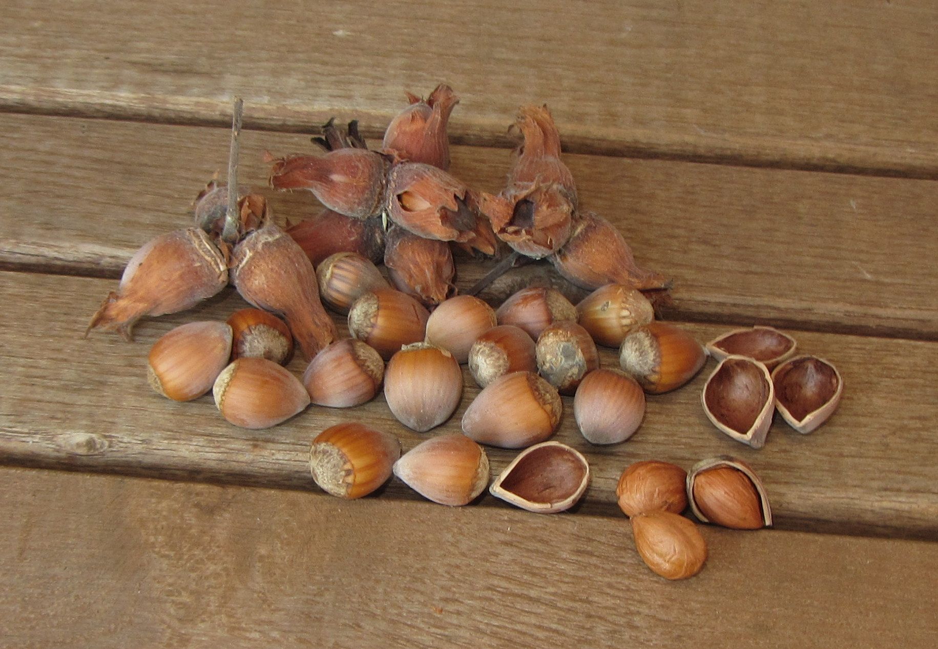 Corylus av.'Cosford'     CAC