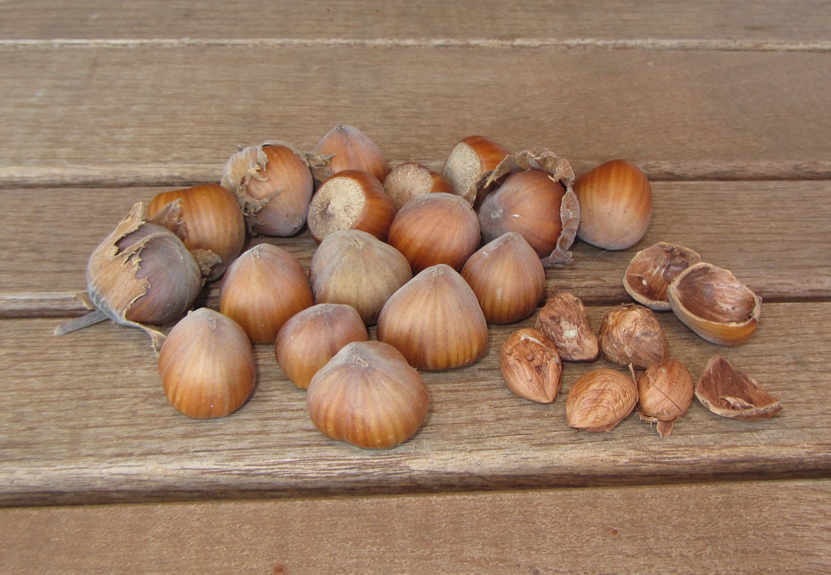 Corylus av.'Halle'sche Riesennuss'     CAC