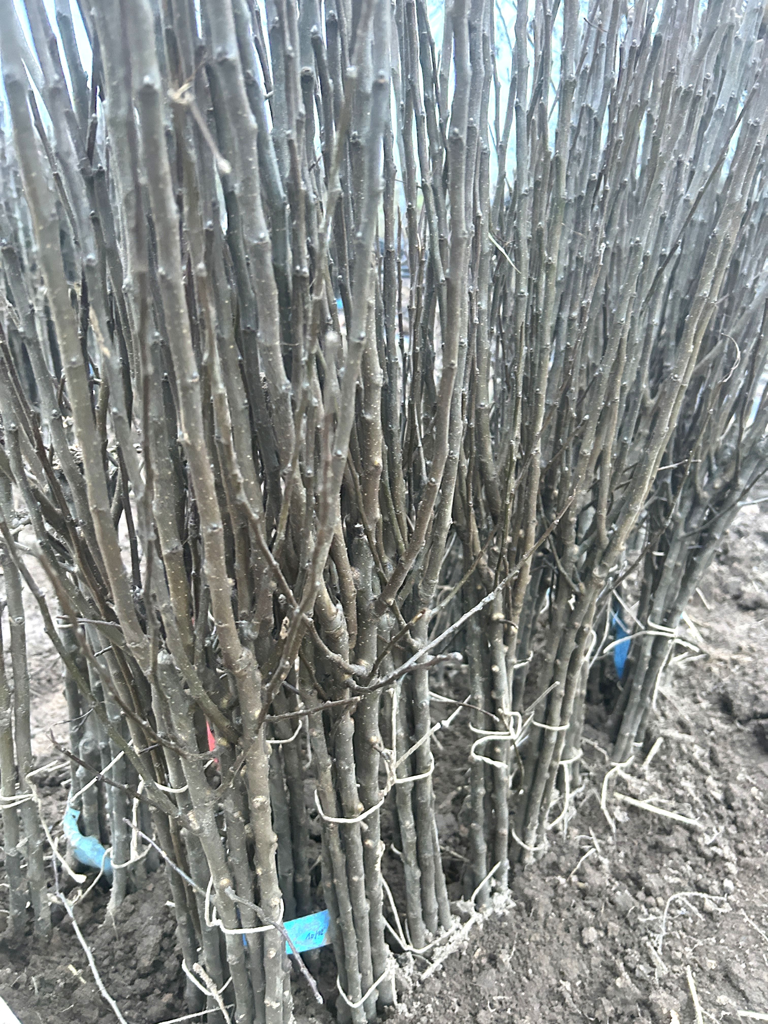 Malus  M 4                      VgU zert.vf