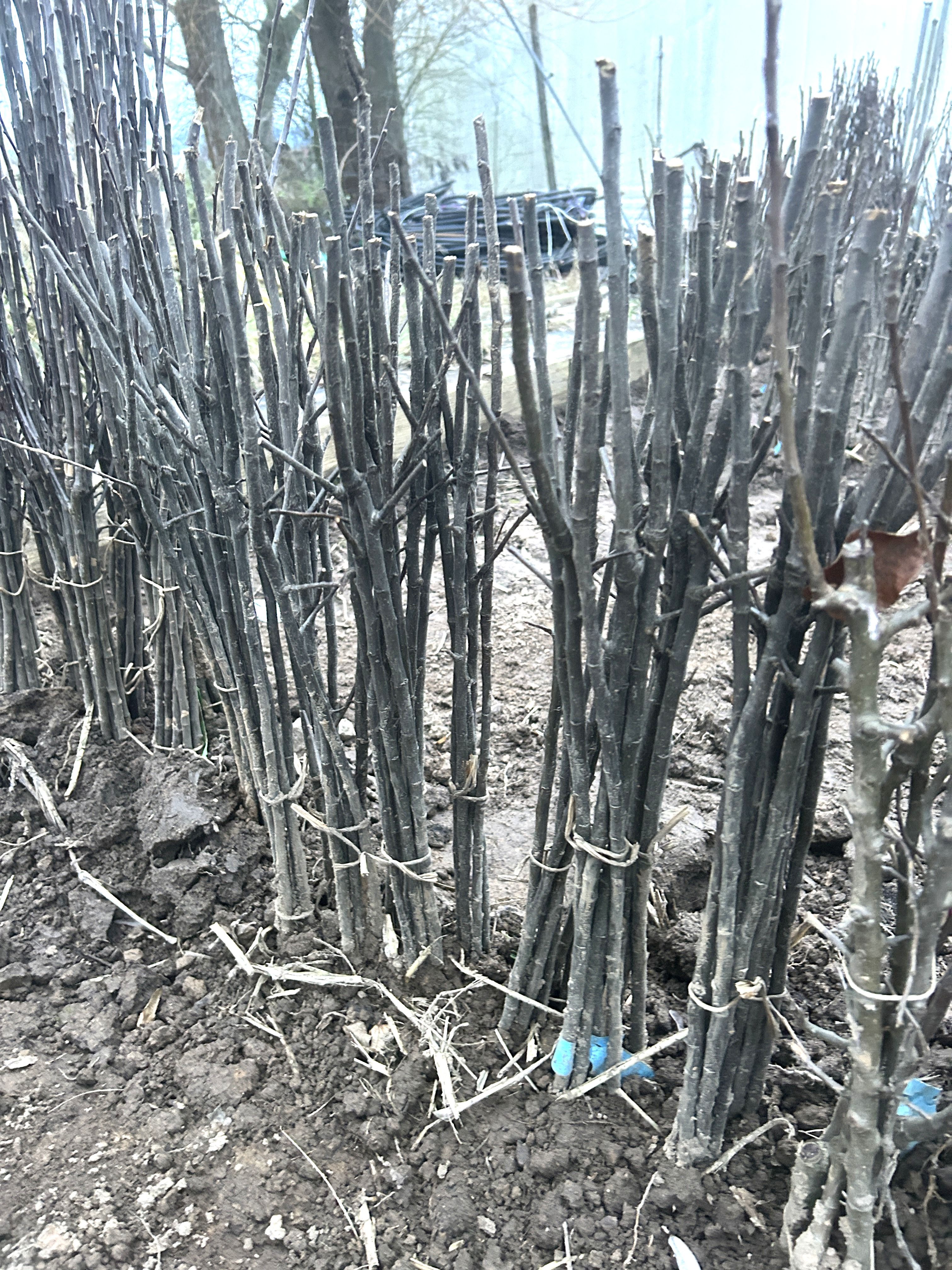 Malus  M 7                      VgU zert.vf